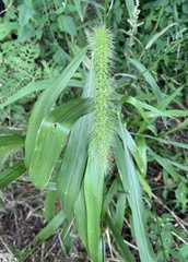 Setaria faberi