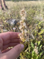 Solidago missouriensis