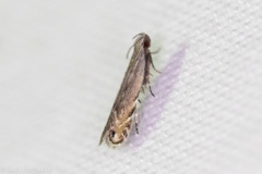 Battaristis nigratomella