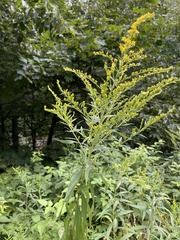 Solidago altissima