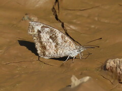 Libytheana carinenta