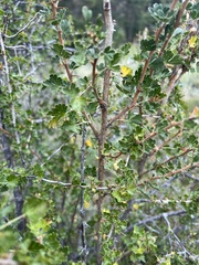 Ribes leptanthum