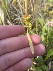 Solidago missouriensis