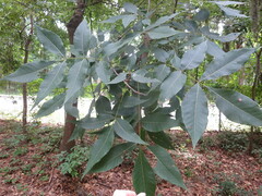 Carya glabra