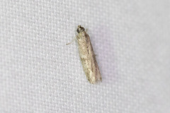 Phycitini