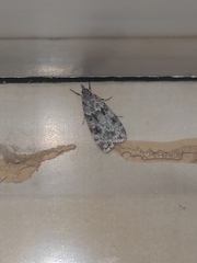 Scoparia basistrigalis