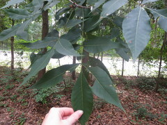 Carya glabra
