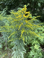 Solidago altissima