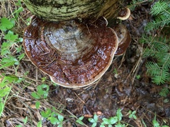 Ganoderma tsugae