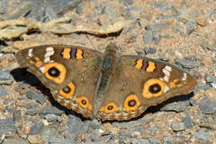 Junonia villida