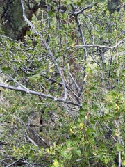 Ribes leptanthum