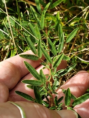 Lespedeza virginica