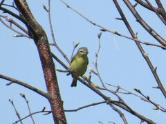 Vireo philadelphicus