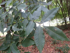 Carya glabra