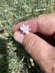 Stephanomeria pauciflora