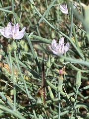 Stephanomeria pauciflora
