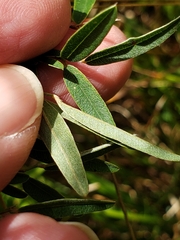 Lespedeza virginica