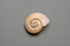 Austrorhytida capillacea