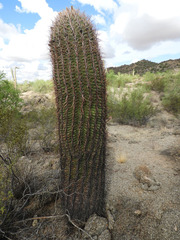 Ferocactus cylindraceus