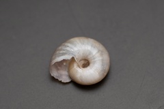 Austrorhytida capillacea