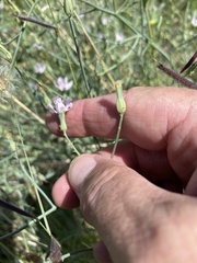 Stephanomeria pauciflora