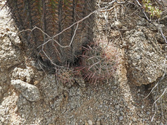 Ferocactus cylindraceus