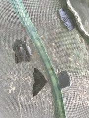 Catocala lacrymosa