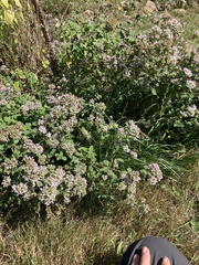 Origanum vulgare