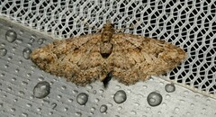 Pasiphilodes testulata