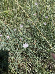 Stephanomeria pauciflora
