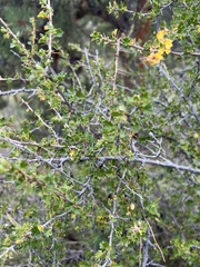 Ribes leptanthum