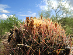 Ferocactus cylindraceus