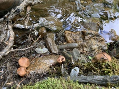 Tricholoma fulvum image