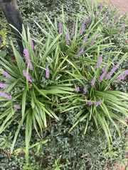 Liriope