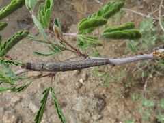 Toxonprucha pardalis