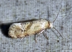 Platphalonidia magdalenae