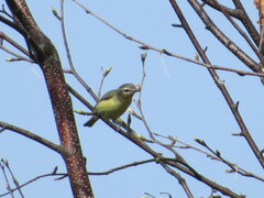 Vireo philadelphicus