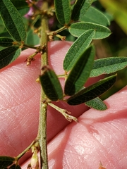 Lespedeza virginica