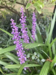Liriope