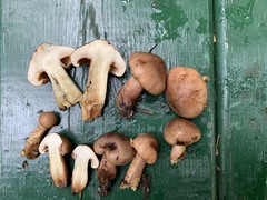 Tricholoma fulvum image
