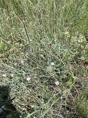 Stephanomeria pauciflora