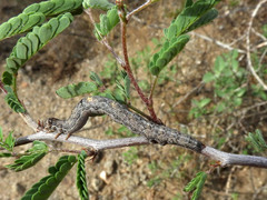 Toxonprucha pardalis