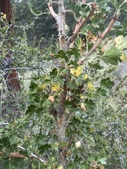 Ribes leptanthum
