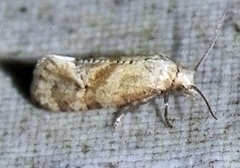 Platphalonidia magdalenae