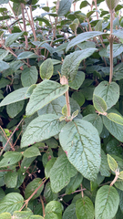 Viburnum rhytidophyllum