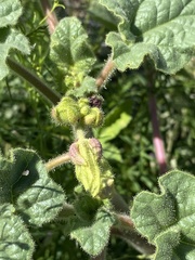 Proboscidea parviflora