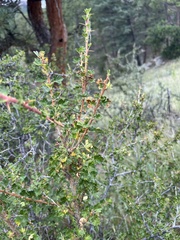 Ribes leptanthum