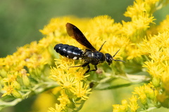 Myzinum obscurum