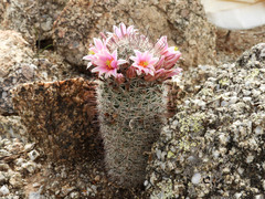 Mammillaria grahamii