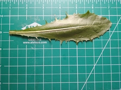 Taraxacum officinale